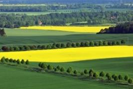 Agrarlandschaft mit Rapsfeldern