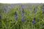 Blue Lupine (Lupinus angustifolius).  © Moritz Reckling | ZALF