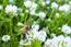 Weiß-Klee (Trifolium repens). Dieses Bild ist nur für die Verwendung auf www.zalf.de lizensiert und darf nicht vervielfältigt werden. © canbedone | Fotolia