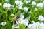 White clover (Trifolium repens). This image is only licensed for use on www.zalf.de and may not be reproduced.

 © canbedone | Fotolia