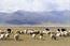 The intensity of grazing should be adapted to the varying amounts of precipitation, since this has a crucial influence on the ecological resilience of the grassland. This image is only licensed for use on www.zalf.de and may not be reproduced.

 © tonyv3112 | Fotolia