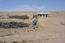 Sand dunes caused by dust emissions repeatedly force people to abandon their homes and farms.  © Carsten Hoffmann | ZALF