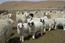 In dry years, grassland could be preserved by keeping and feeding the animals in the barn.  © Carsten Hoffmann | ZALF