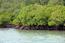 Mangrovenwälder dienen als »Tsunami-Bremsen«, schützen den Boden vor Erosion und sind Lebensraum für viele Tierarten. Dieses Bild ist nur für die Verwendung auf www.zalf.de lizensiert und darf nicht vervielfältigt werden. © syoclo | Pixabay