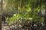 These mangrove cuttings are later planted out with the help of school children.  © Barbara Schroeter | ZALF