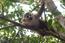 In den Mangrovenwäldern von Osa sind auch gefährdete Arten wie der Mittelamerikanische Totenkopfaffe zu finden. Mit der Auspflanzung von Mangrovenbaumsetzlingen wird auch ihr Lebensraum erhalten.  © Tom Baumeister | ZALF