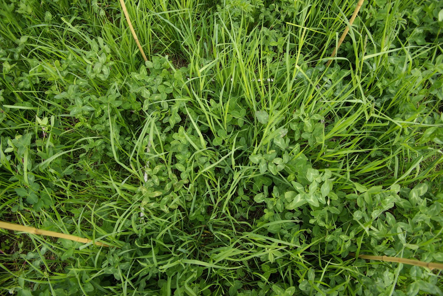 arable forage