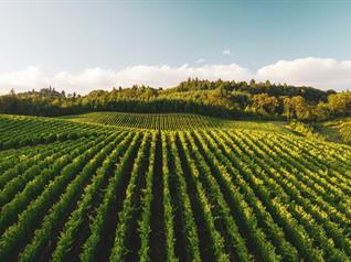 Image of the WG Co-developed nature-based solutions in wine-growing landscapes