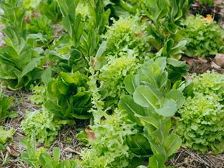 Image of the WG Co-design of organic horticulture