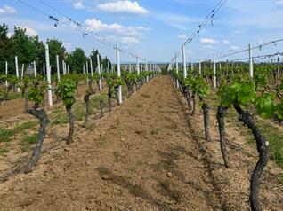 Image of the WG Co-designed mixed viticulture systems