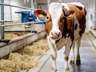 Image of the WG Participatory sustainability assessment of animal husbandry