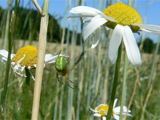 Image of the WG Provisioning of Biodiversity