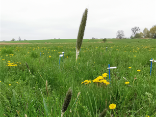 Image of the WG Sustainable Grassland Systems