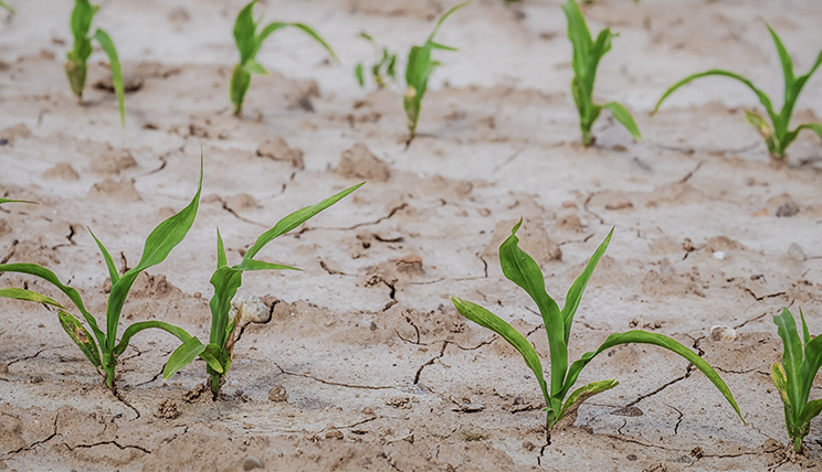 Landwirtschaft im Klimawandel