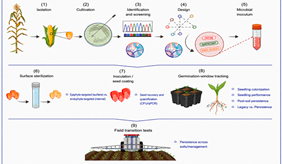 Seeds as Microbial Taxis: How Bacteria Travel from One Generation of Plants to the Next