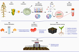 Seeds as Microbial Taxis: How Bacteria Travel from One Generation of Plants to the Next