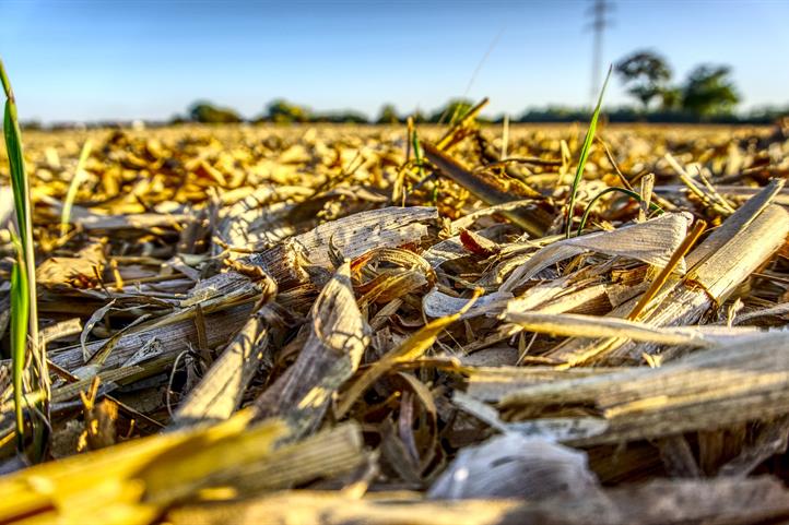 corn | source: © Pixabay.