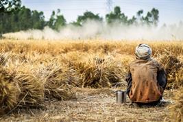 Weizenfeld mit Weizengarben, dazwischen sitzt ein Landwirt mit dem Rücken zum Betrachter.