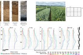 TilEro - Tillage erosion affects crop yields and carbon balance in hummocky landscapes