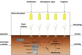 Si cycling in arable systems