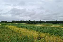 Grain legume trials at ZALF