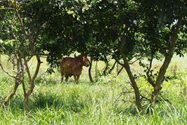 Cattle in deep grass under trees