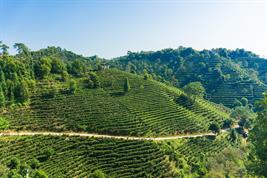 Tea plantation