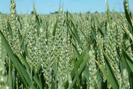 Weizen. Copyright: Picjumbo_com /Pixabay