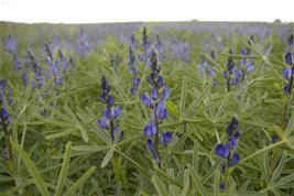 Blaue Lupine