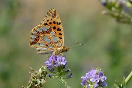 Queen of Spain fritillary